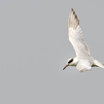 Forster's Tern